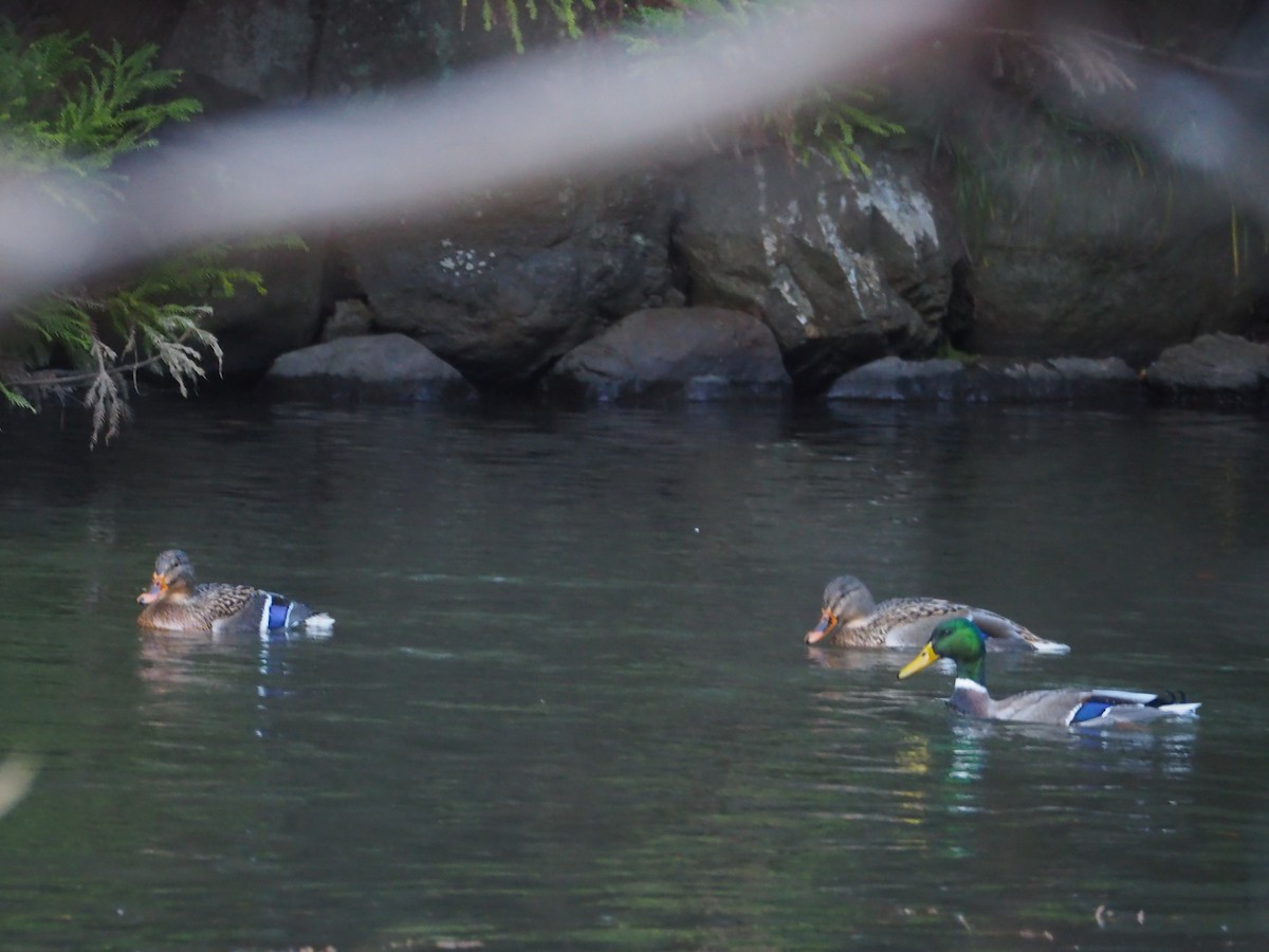 Mallard - ML628125277