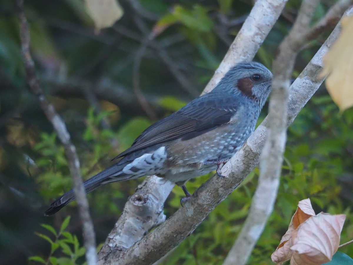 Brown-eared Bulbul - ML628125283