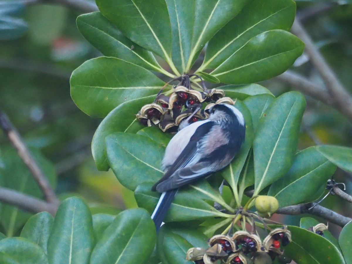 Long-tailed Tit - ML628125294