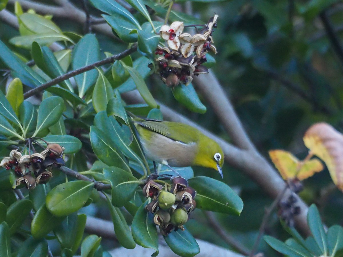 Warbling White-eye - ML628125296