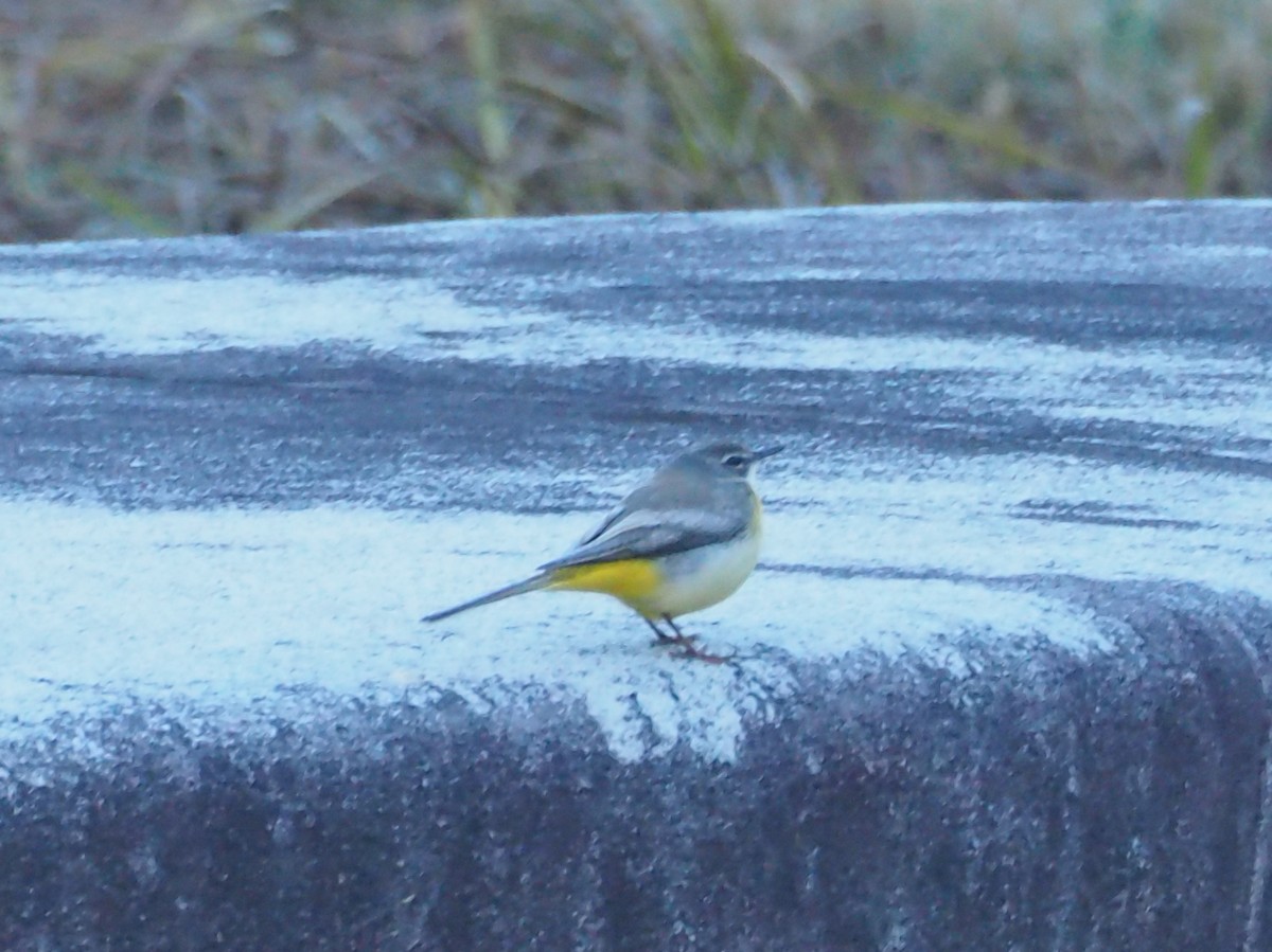 Gray Wagtail - ML628125298