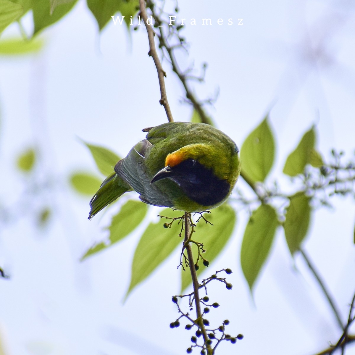 Golden-fronted Leafbird - ML628125309