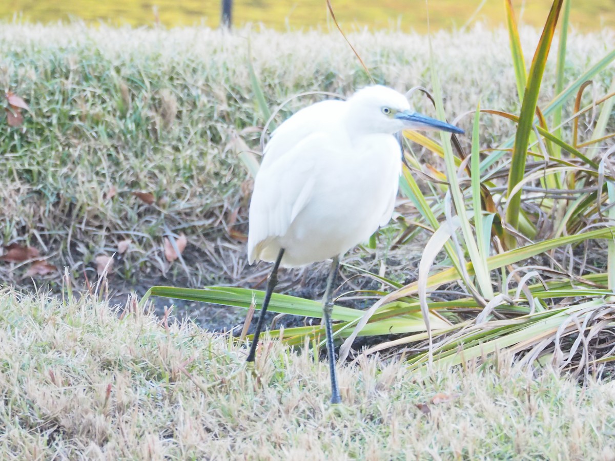 Little Egret - ML628125310