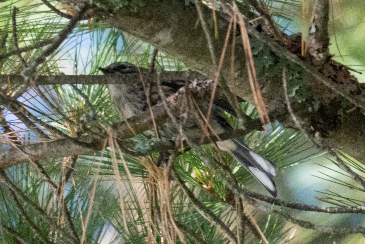 Yellow-rumped Warbler - ML628125674