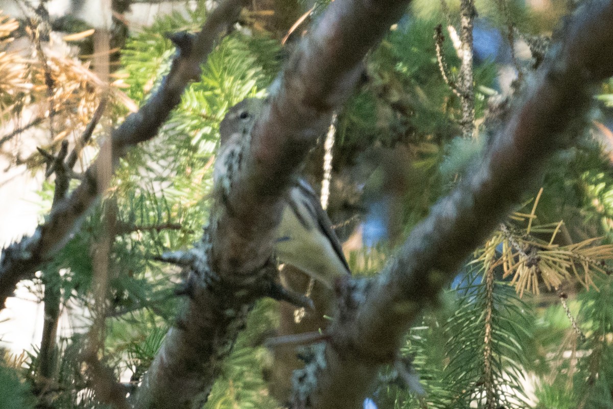 Yellow-rumped Warbler - ML628125677