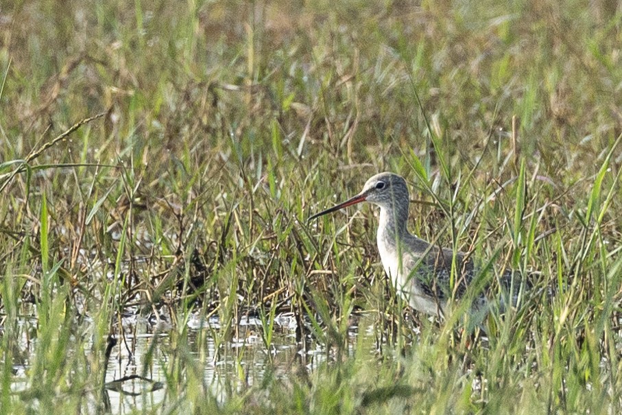 Spotted Redshank - ML628125801