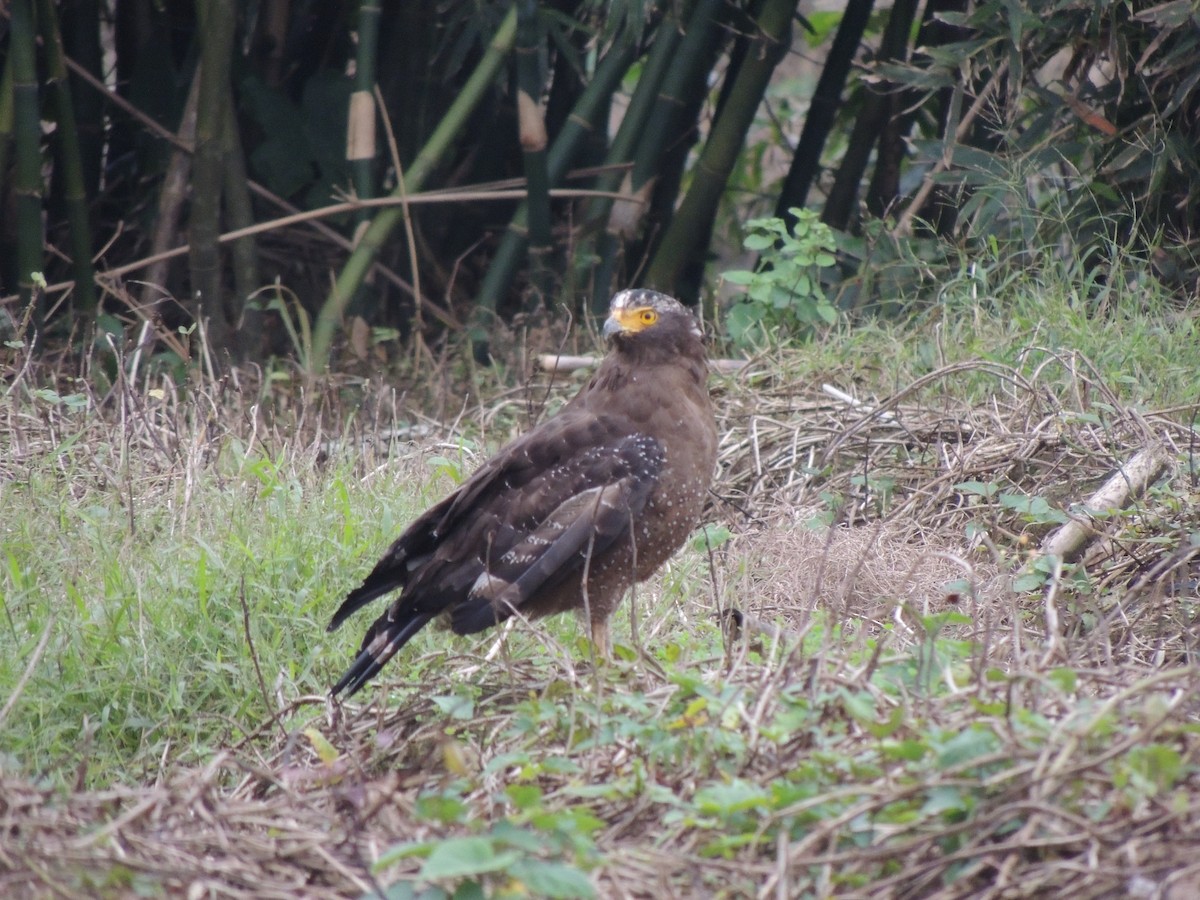 Crested Serpent-Eagle - ML628125888