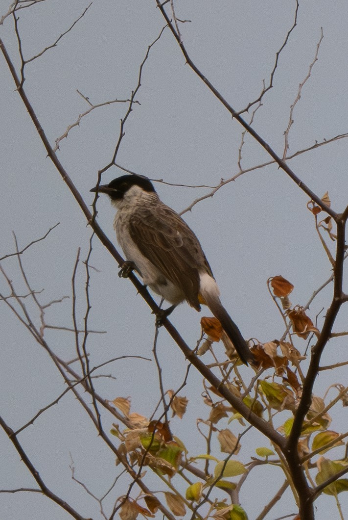 Bulbul Ventridorado - ML628125950