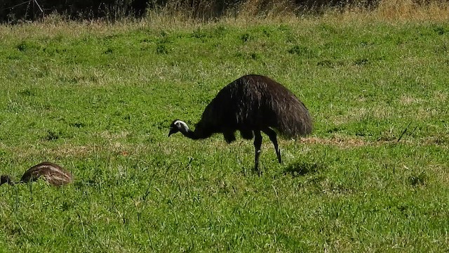 Emu - ML628125958