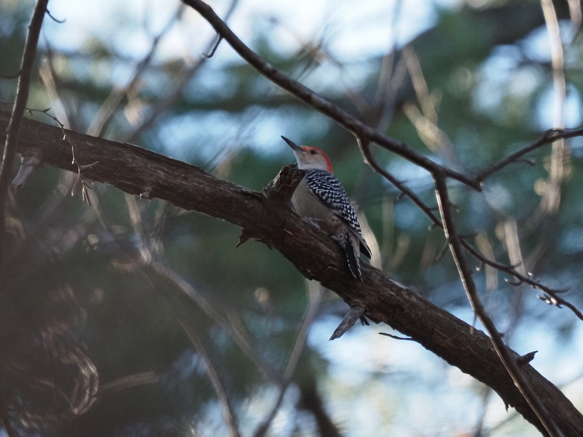 Red-bellied Woodpecker - ML628125980