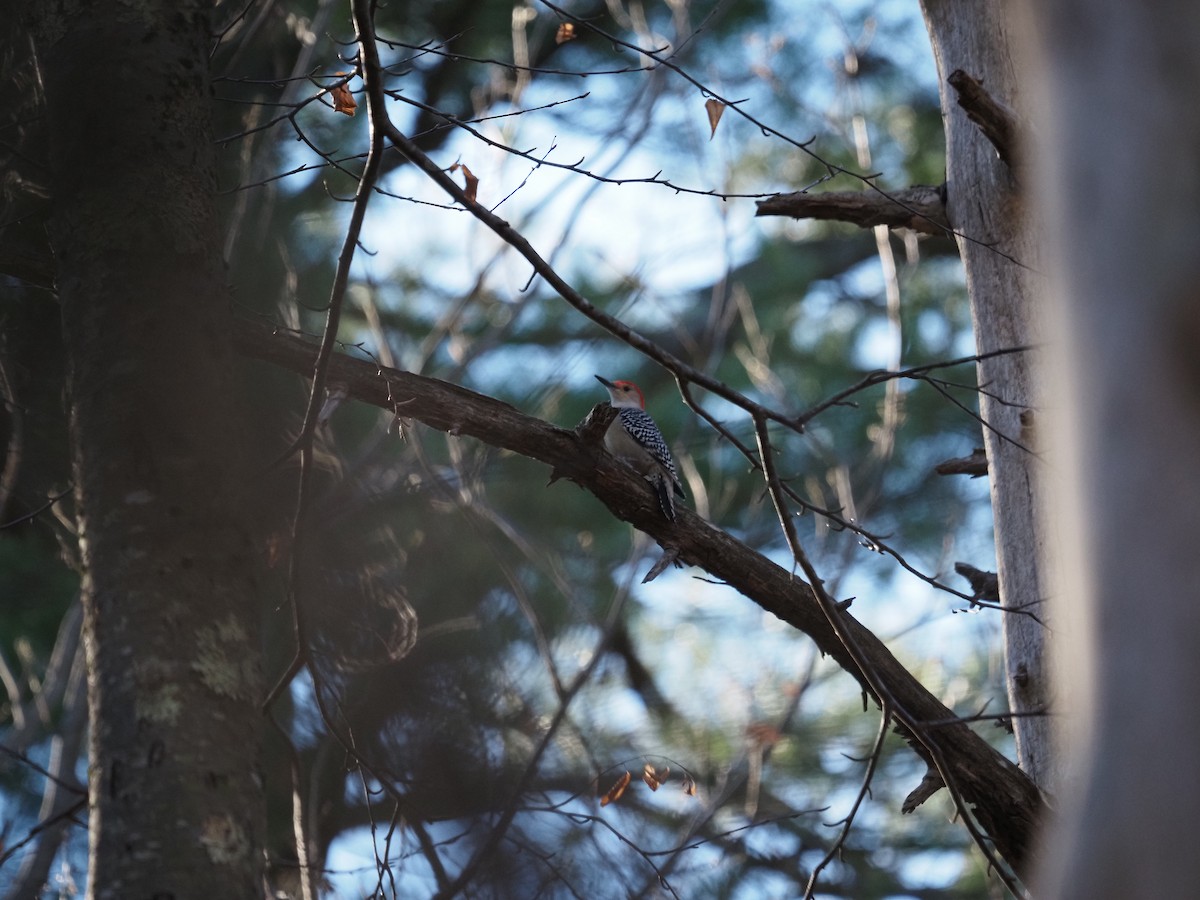 Red-bellied Woodpecker - ML628125981