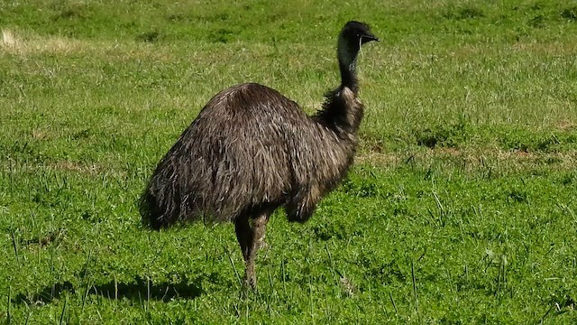 Emu - ML628125996