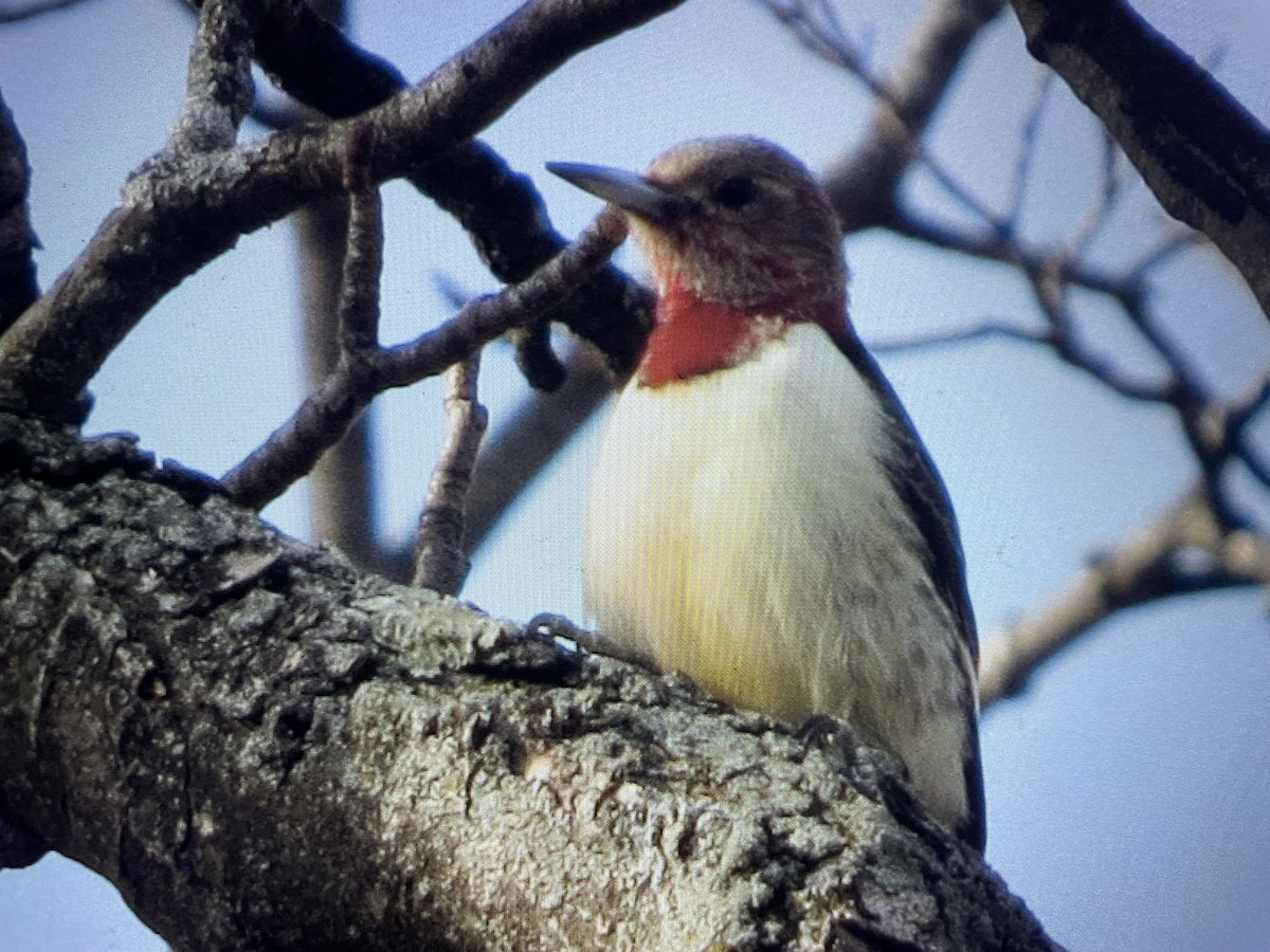 Red-bellied Woodpecker - ML628126018