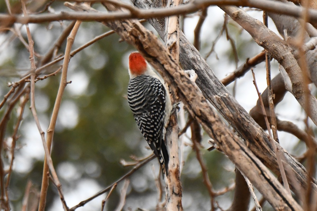 Red-bellied Woodpecker - ML628126124