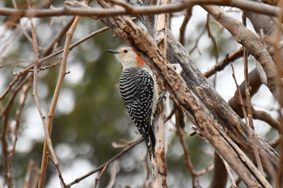 Red-bellied Woodpecker - ML628126125