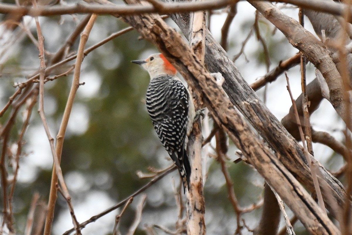 Red-bellied Woodpecker - ML628126126