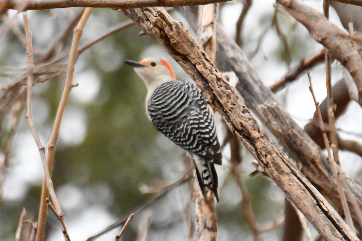 Red-bellied Woodpecker - ML628126127