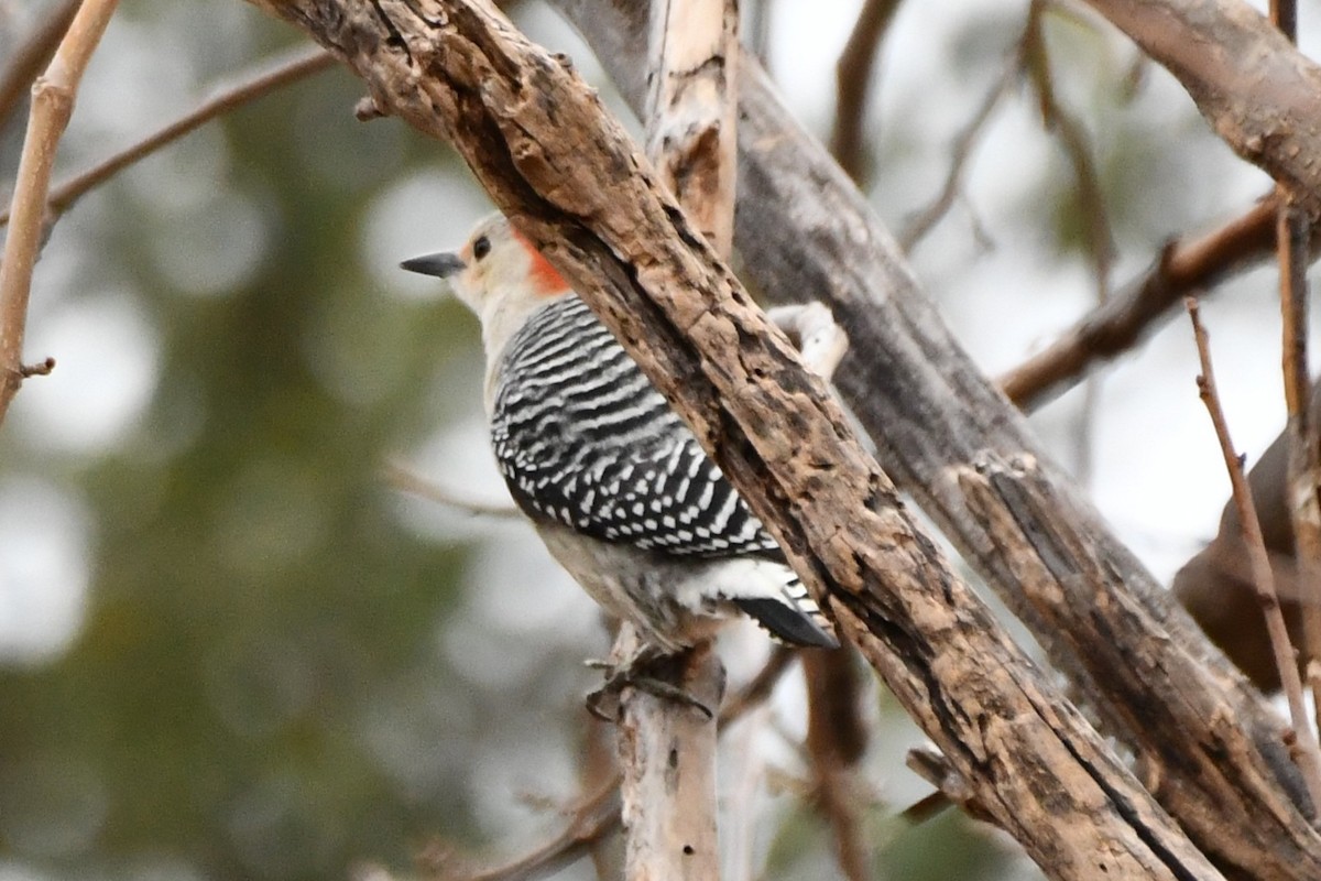 Red-bellied Woodpecker - ML628126128