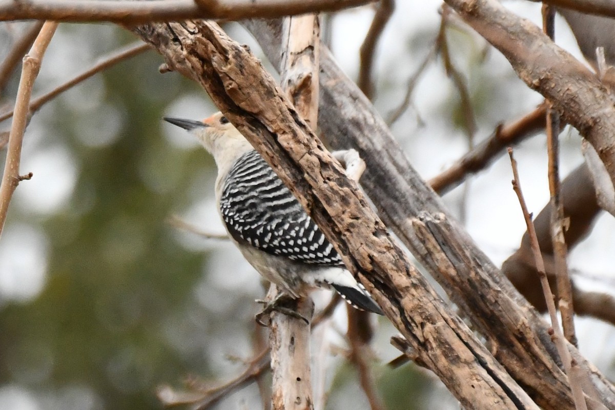 Red-bellied Woodpecker - ML628126129