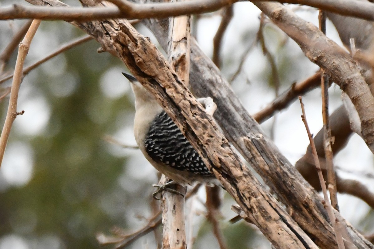 Red-bellied Woodpecker - ML628126130