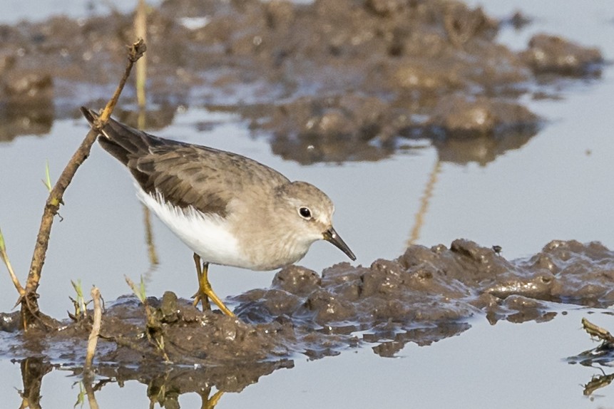 Temminck's Stint - ML628126168