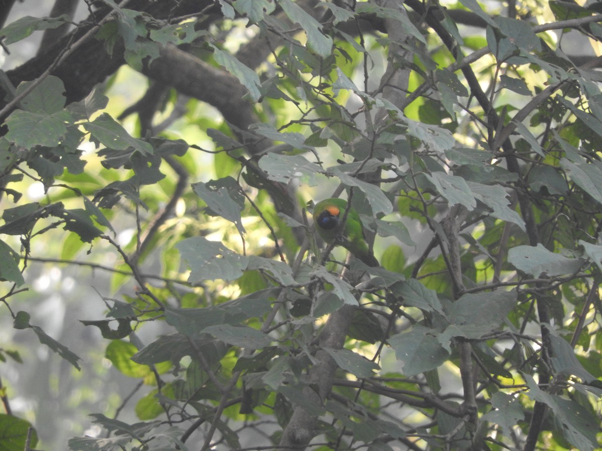 Golden-fronted Leafbird - ML628126192