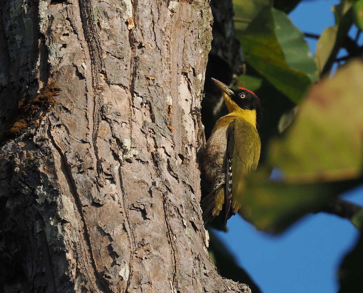 Black-headed Woodpecker - ML628126318