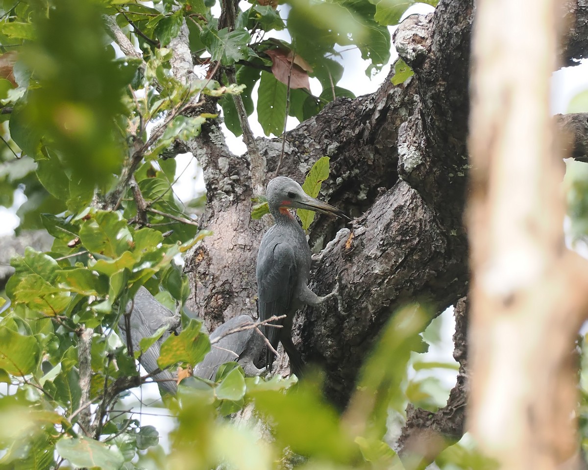 Great Slaty Woodpecker - ML628126319