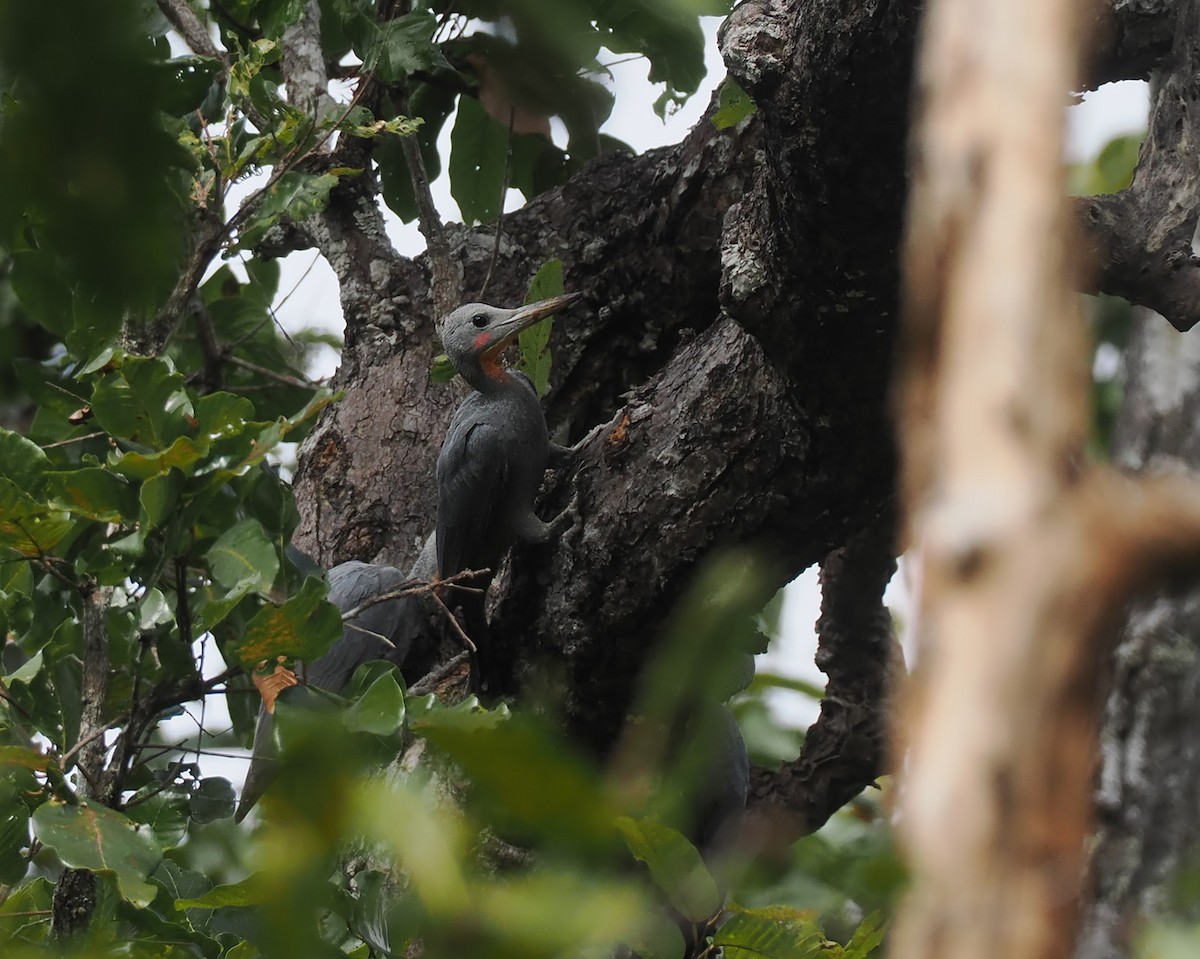 Great Slaty Woodpecker - ML628126320