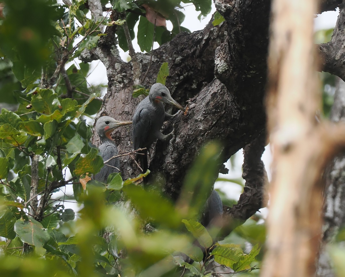 Great Slaty Woodpecker - ML628126321