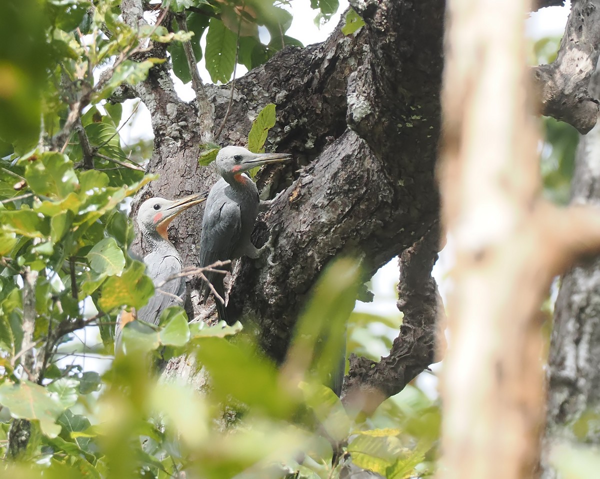 Great Slaty Woodpecker - ML628126322