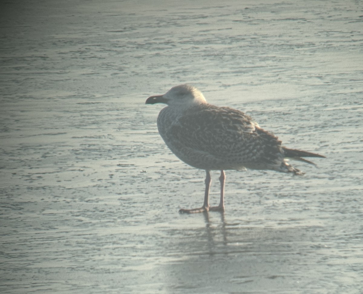 Great Black-backed Gull - ML628126341