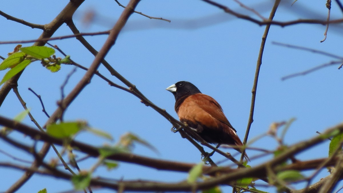 Tricolored Munia - ML628126470