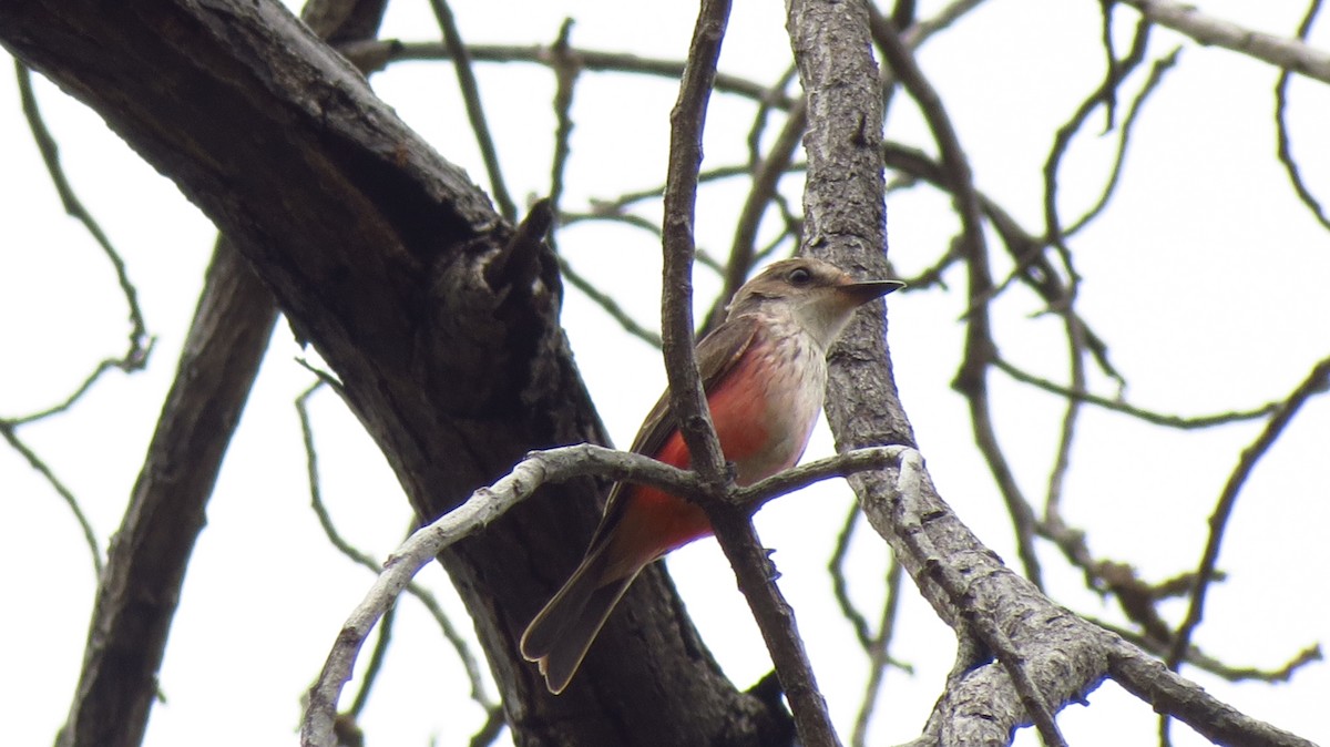 Vermilion Flycatcher - ML628126586