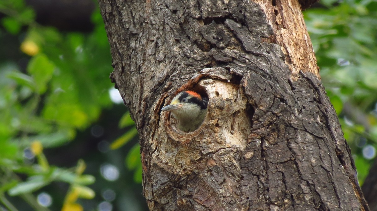 Black-cheeked Woodpecker - ML628126638