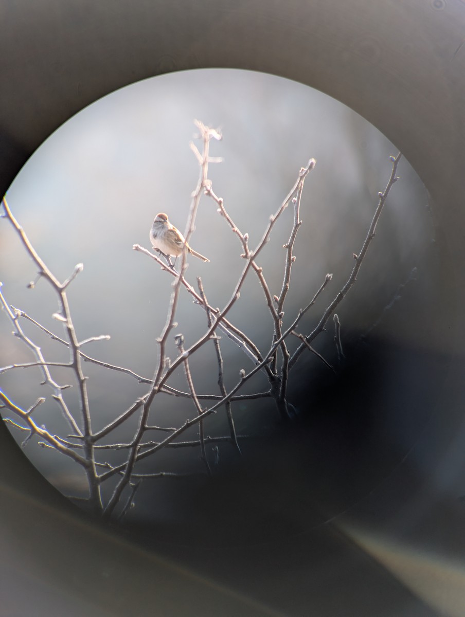 American Tree Sparrow - ML628126666