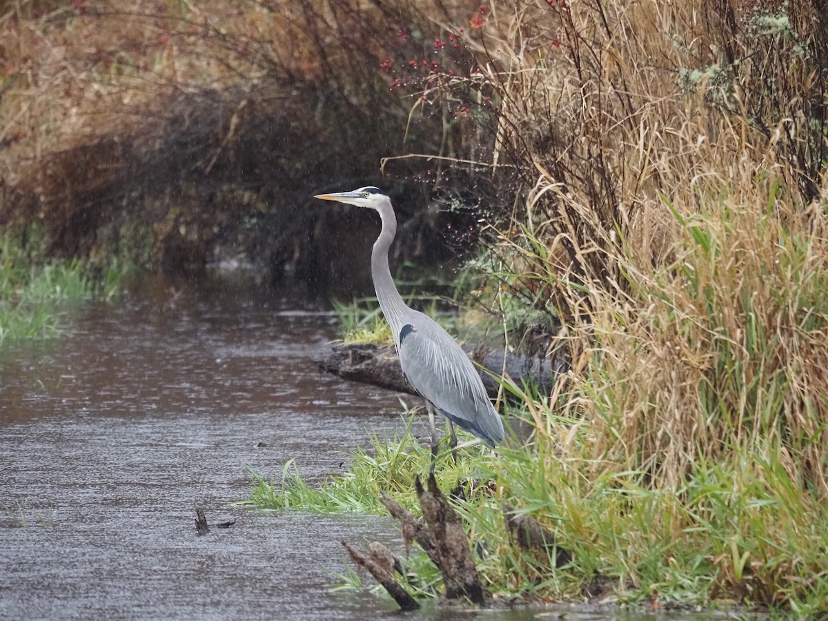 Great Blue Heron - ML628126700