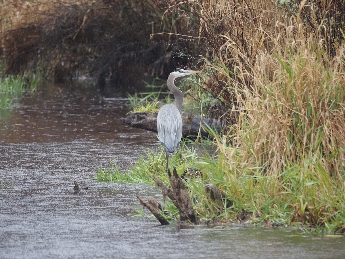 Great Blue Heron - ML628126701