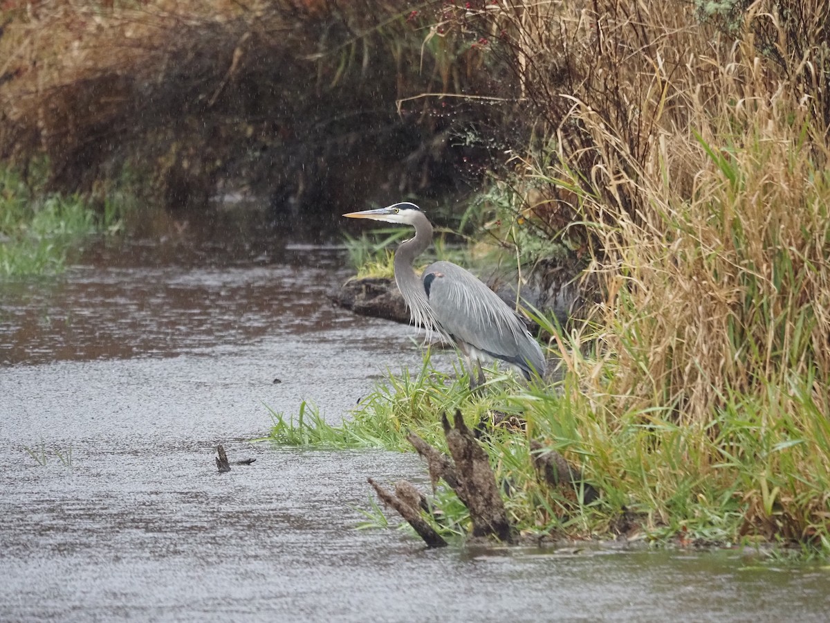 Great Blue Heron - ML628126702