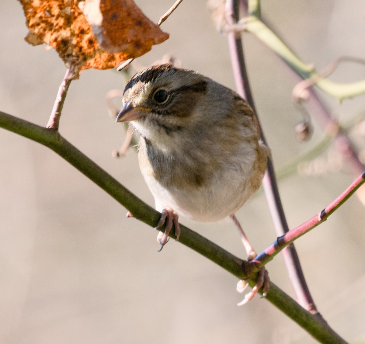 Swamp Sparrow - ML628126709