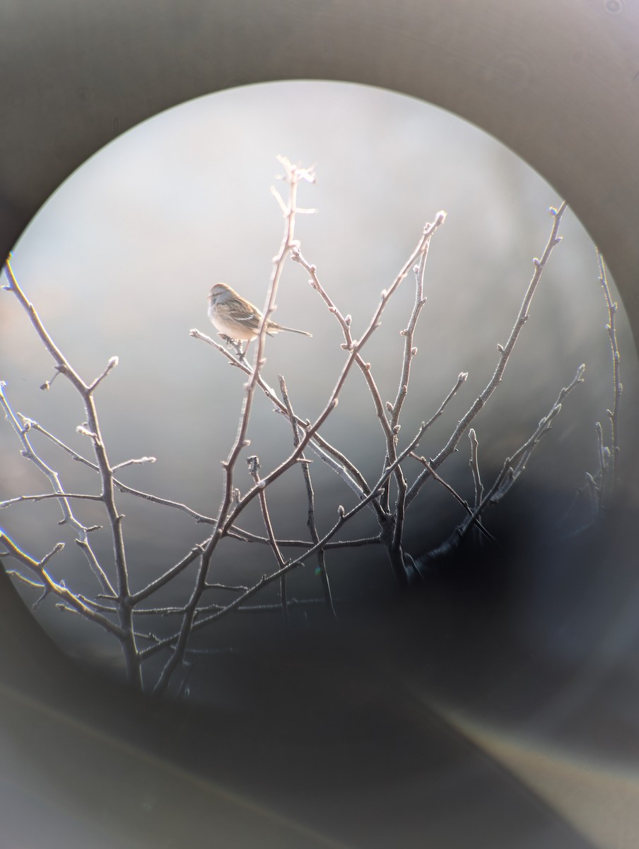 American Tree Sparrow - ML628126714