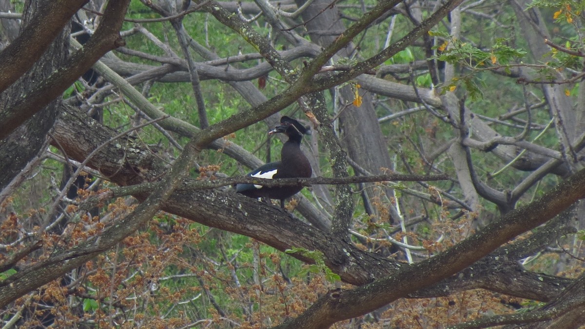 Muscovy Duck - ML628126733