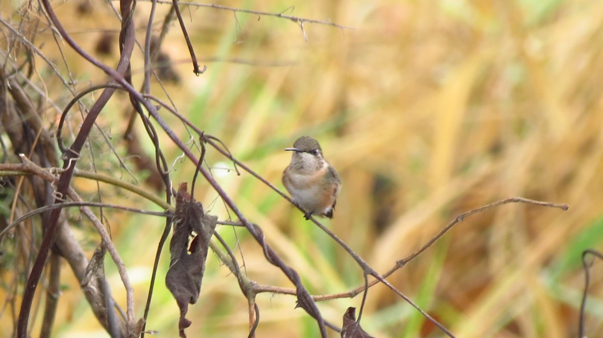 Short-tailed Woodstar - ML628126737