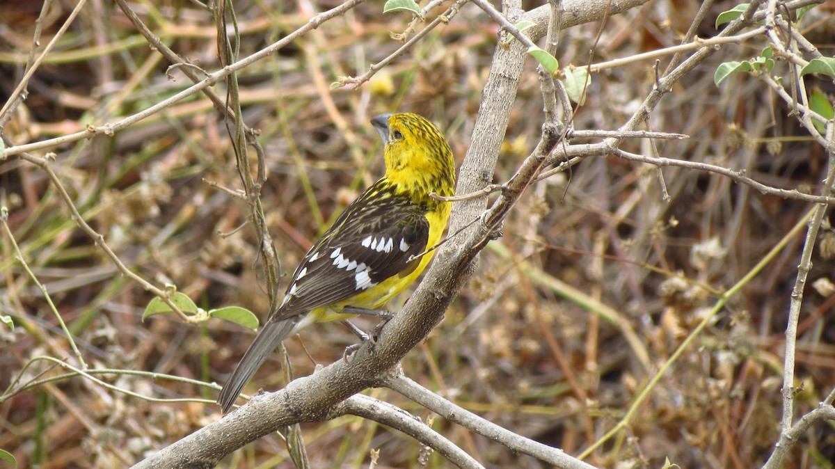 Golden Grosbeak - ML628126789