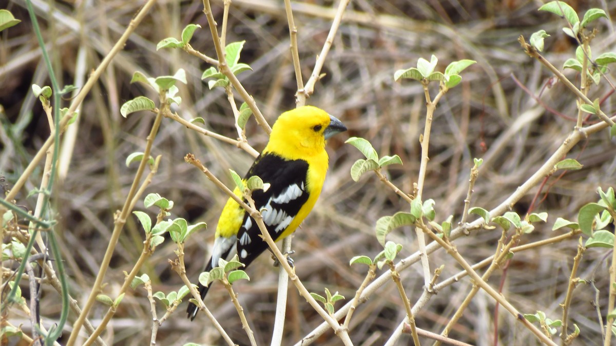Golden Grosbeak - ML628126790