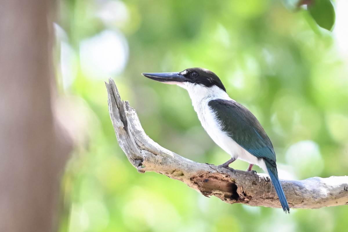 Torresian Kingfisher - ML628127268