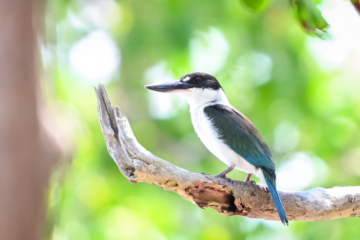 Torresian Kingfisher - ML628127269