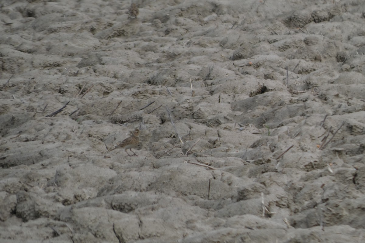 Eurasian Skylark - ML628127270