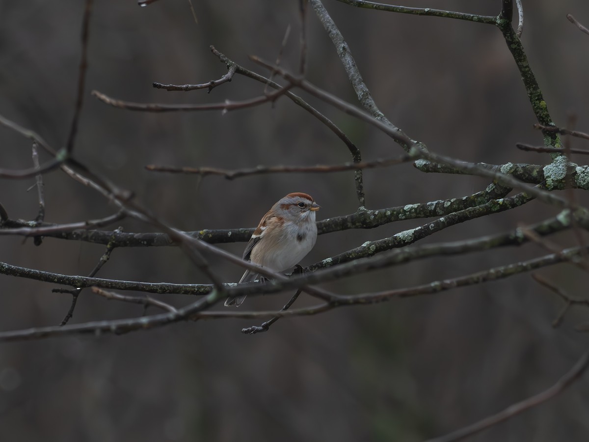 American Tree Sparrow - ML628127608