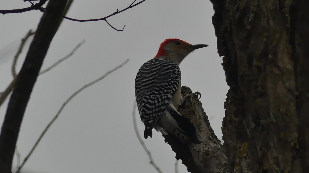 Red-bellied Woodpecker - ML628127671